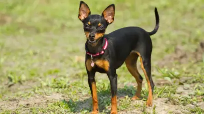 pinscher Saiba tudo sobre o pinscher: o pequeno gigante