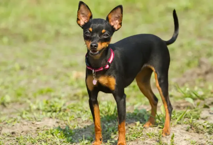 Saiba tudo sobre o pinscher: o pequeno gigante