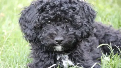 Poodle Preto na grama