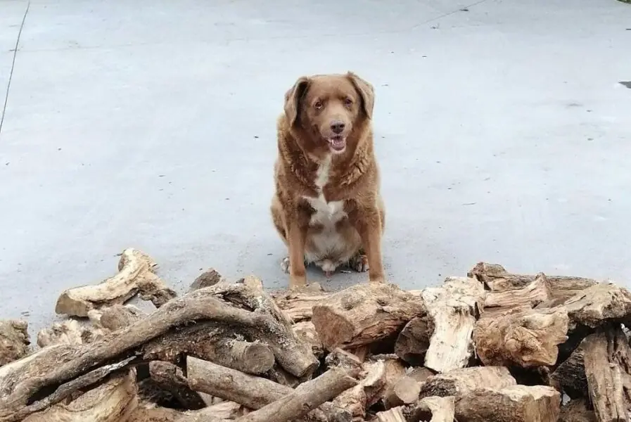 Cachorros velhos cachorros mais velhos do mundo