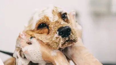Banho no cachorro