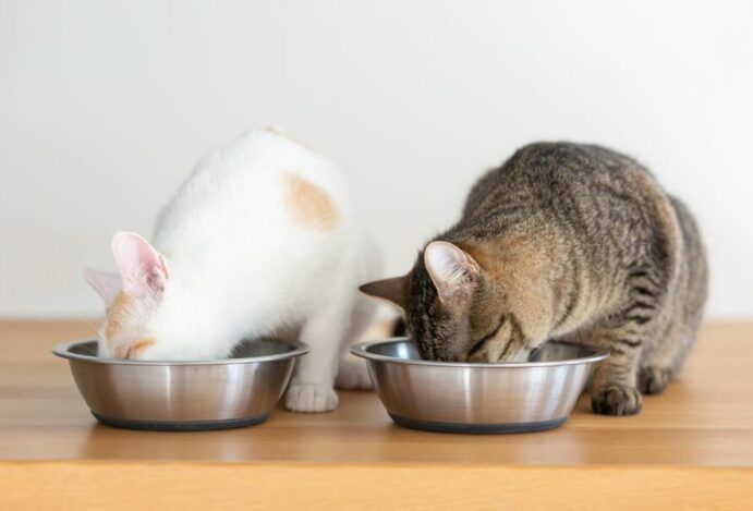 Alimentos para gatos