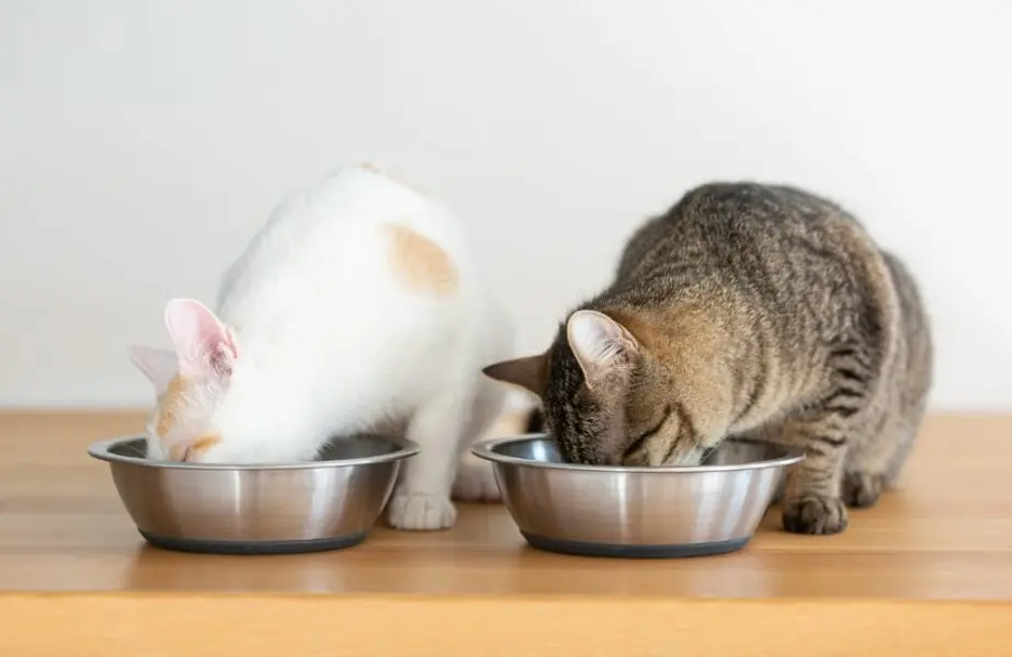 Alimentos para gatos