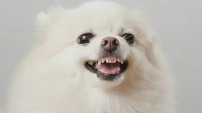 cachorro parar de latir