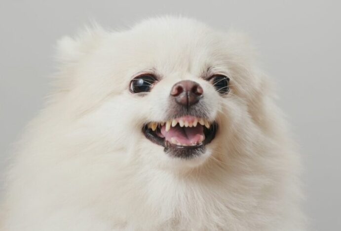 cachorro parar de latir