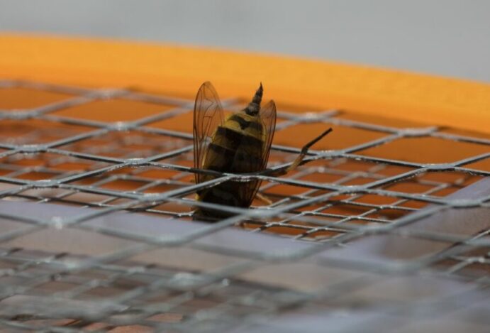 gato é picado por abelha