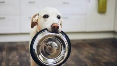 ração para cachorro