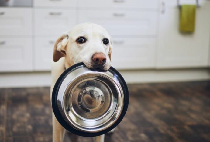 ração para cachorro
