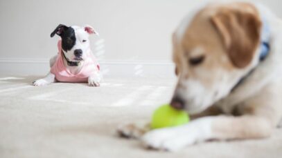 cachorro com ciúmes