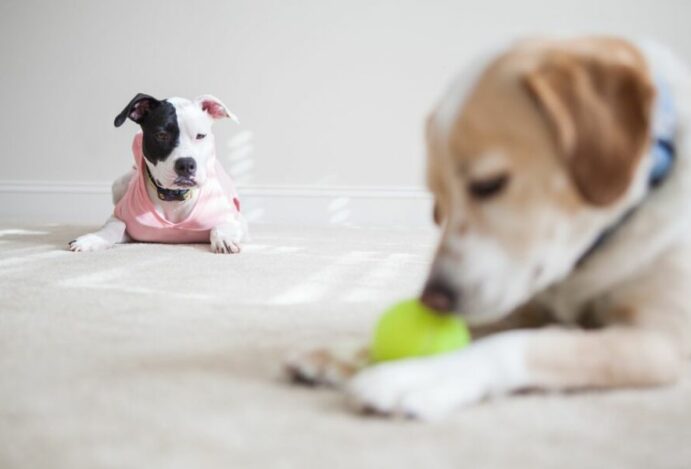 cachorro com ciúmes