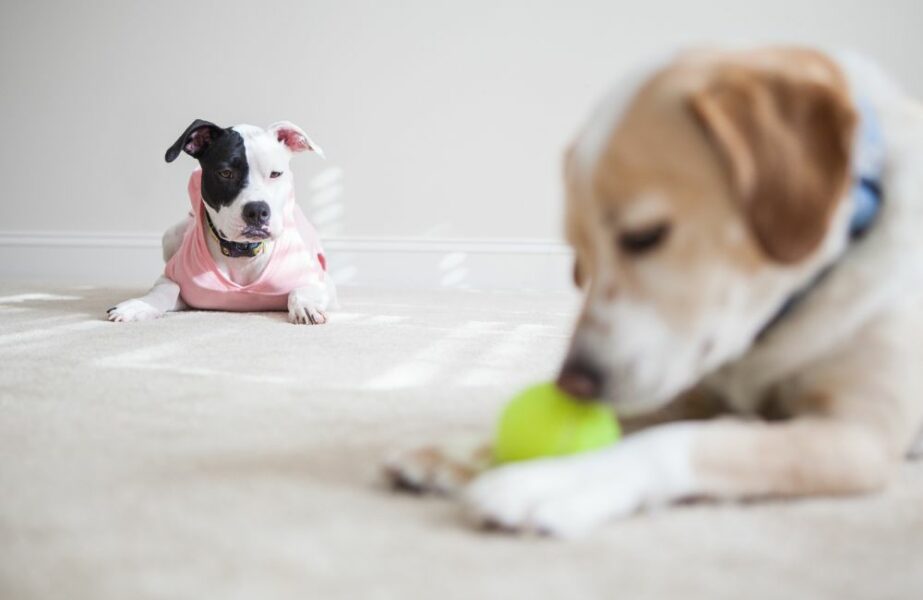 cachorro com ciúmes