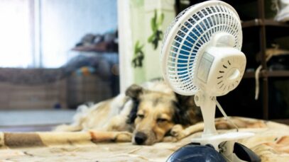 pets no calor
