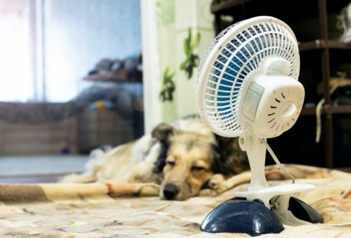 pets no calor