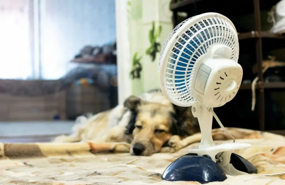 pets no calor