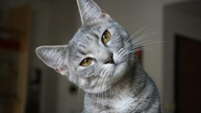 gato é macho ou fêmea