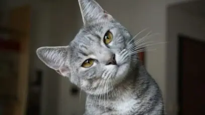 gato é macho ou fêmea