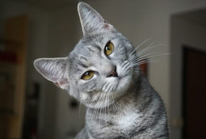 gato é macho ou fêmea