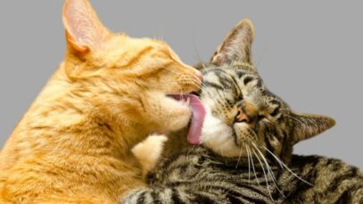 gato no cio