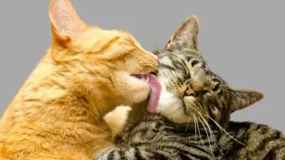 gato no cio