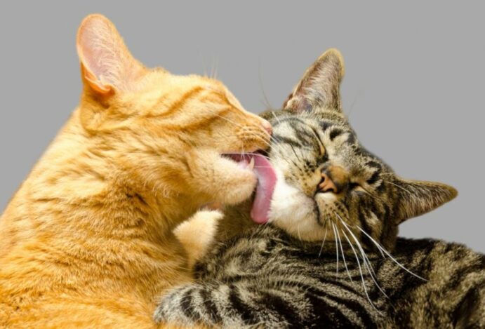 gato no cio