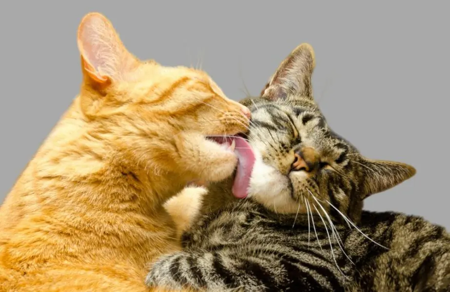 gato no cio
