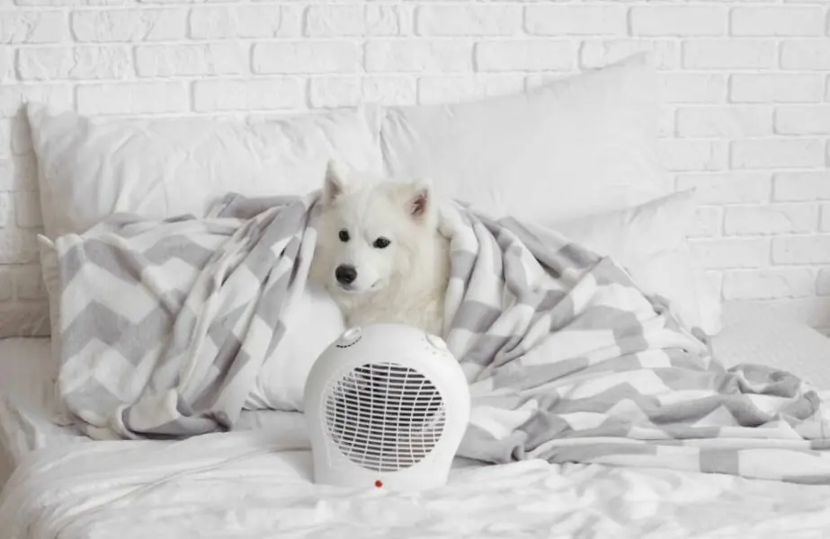 pet
