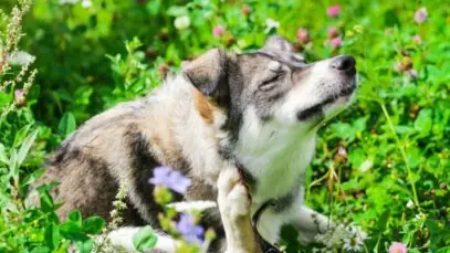 Coceira em cachorro