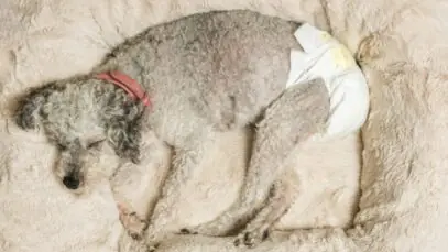 absorventes para cachorros