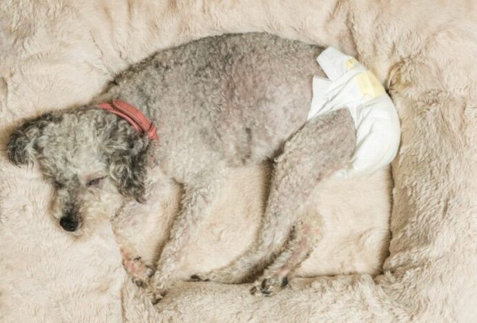 absorventes para cachorros