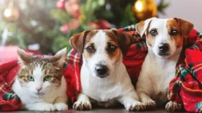 ceia de Natal