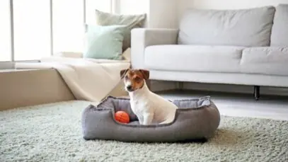 Cama térmica para cachorro