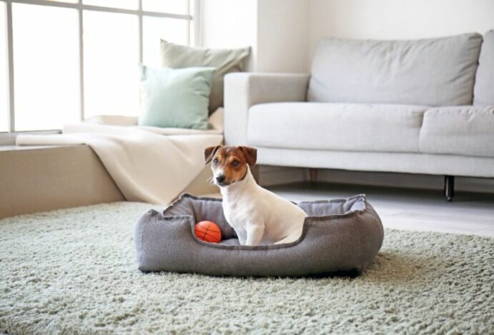 Cama térmica para cachorro