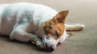 Diabetes em pets