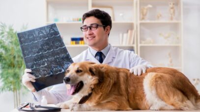diploma de veterinário