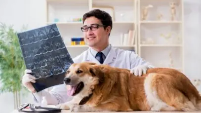 diploma de veterinário