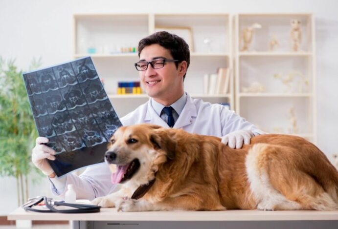 diploma de veterinário