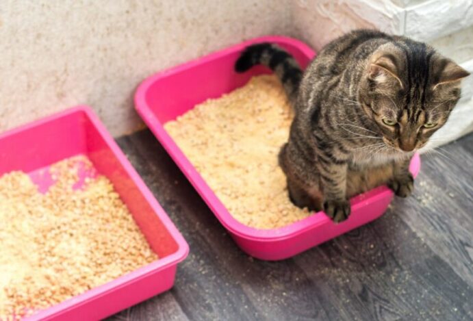 Como ensinar o gato a usar caixa de areia