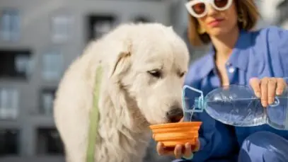 Como evitar a desidratação dos pets no verão