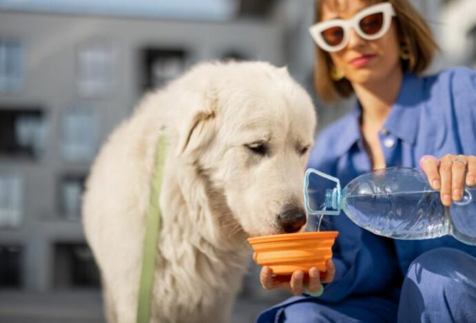 Como evitar a desidratação dos pets no verão