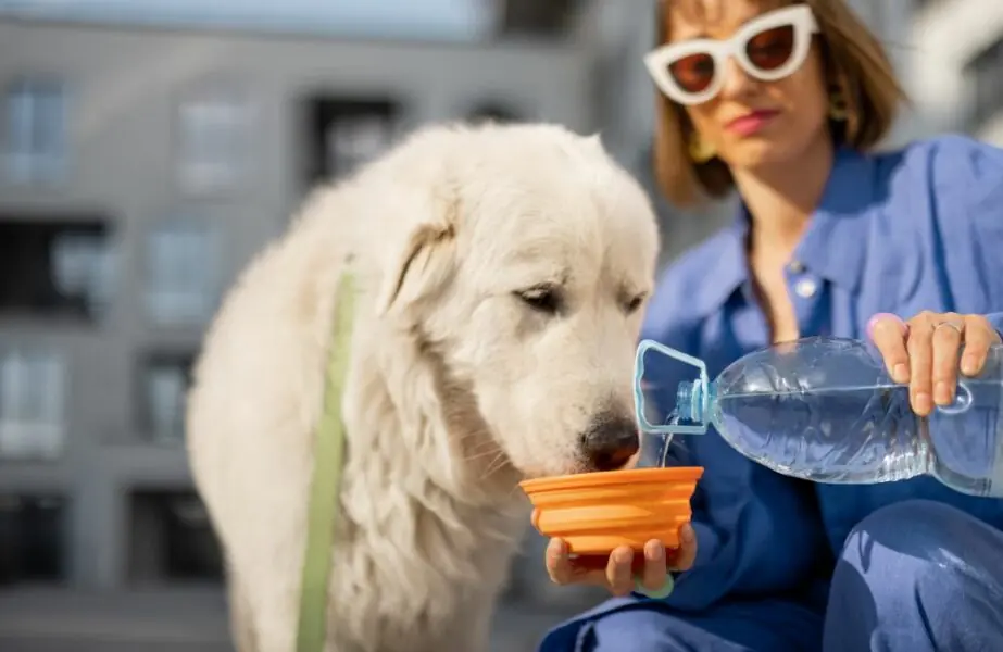 Como evitar a desidratação dos pets no verão