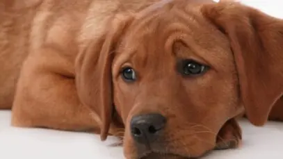 Depressão em cachorros