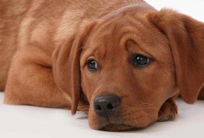 Depressão em cachorros