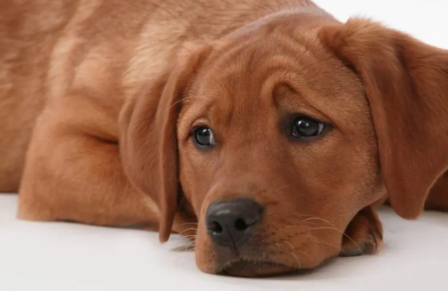 Depressão em cachorros