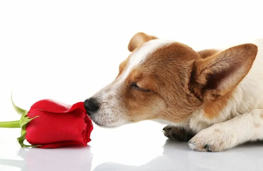 Design sem nome – 2023-12-18T125457.521 olfato dos cães