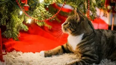 árvore de Natal