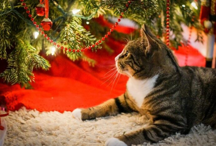 árvore de Natal