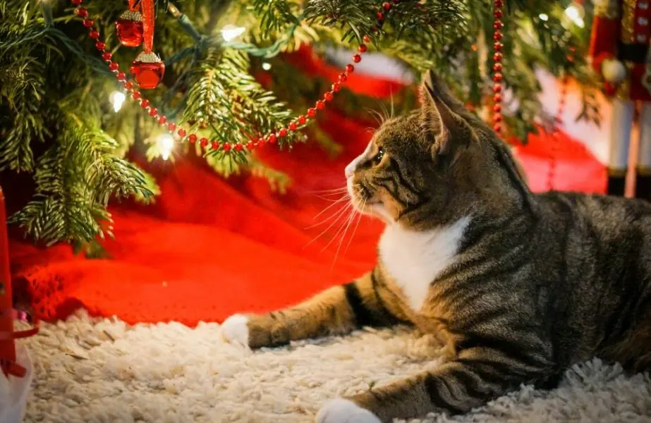 árvore de Natal