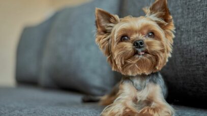 Cachorros mais apropriados para apartamento
