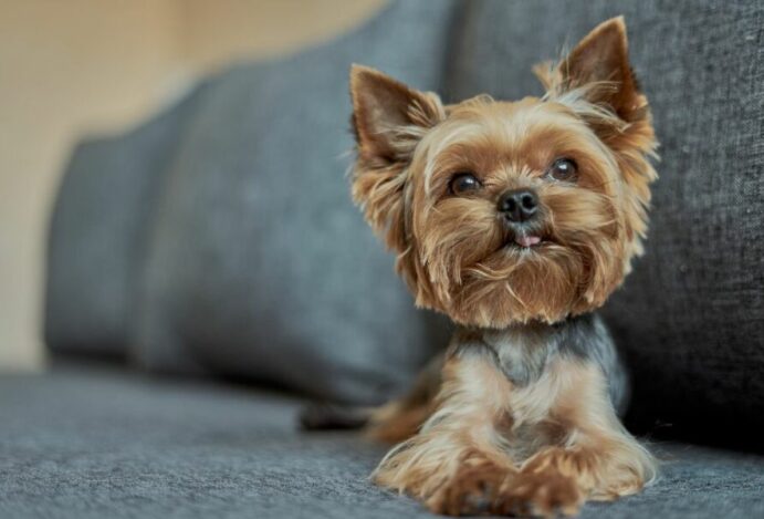 Cachorros mais apropriados para apartamento