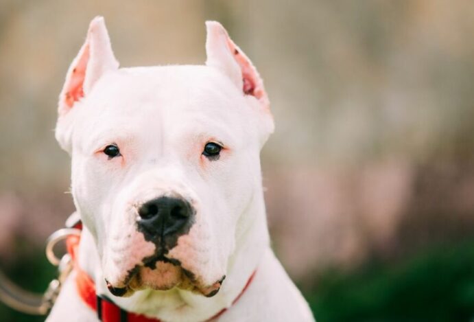 Dogo argentino